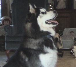 Rascal Cam